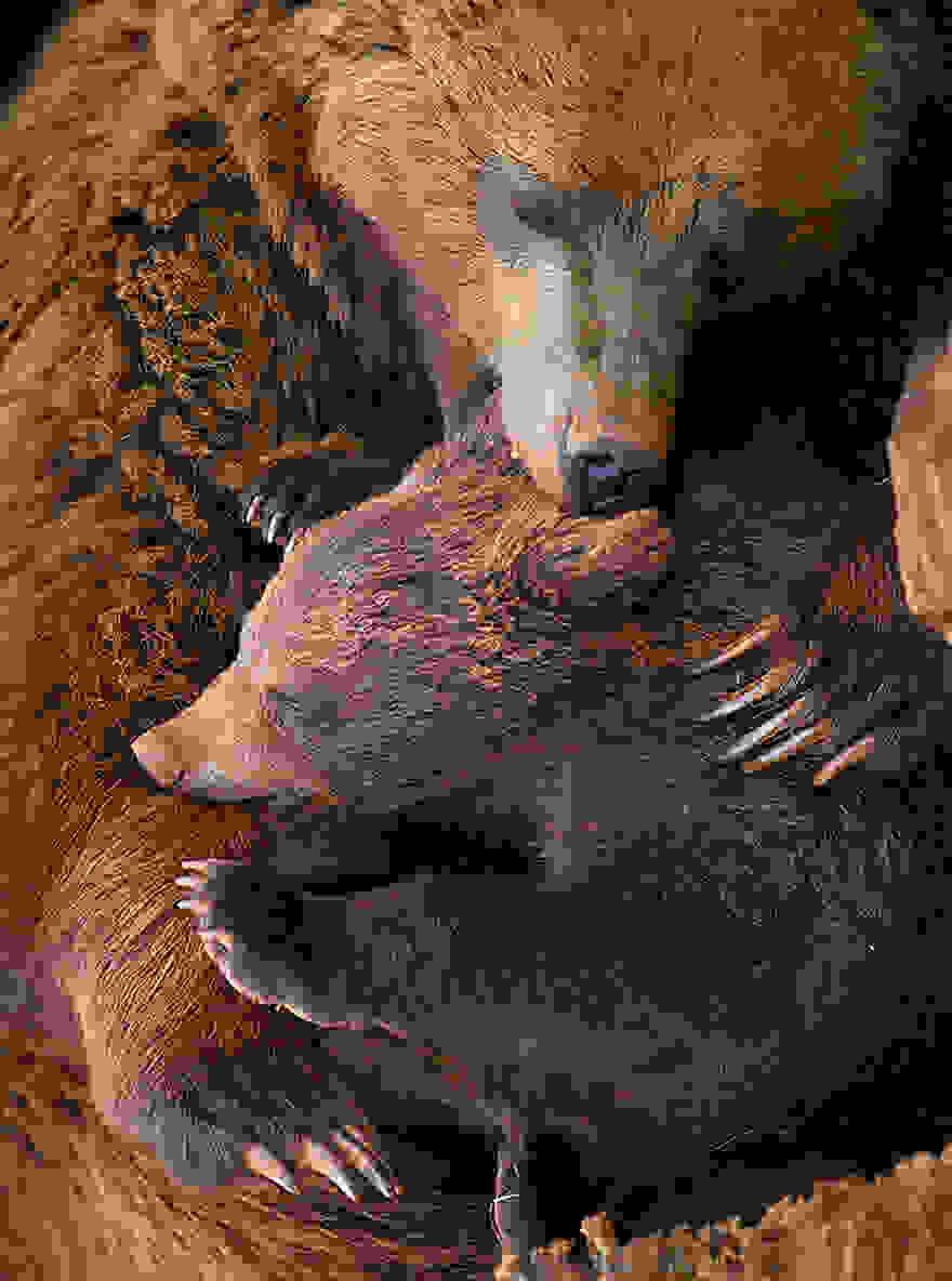 bear-photography-2012.jpg