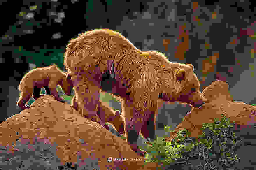 bear-photography-202.jpg