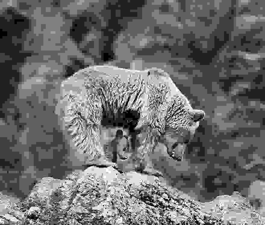 bear-photography-203.jpg