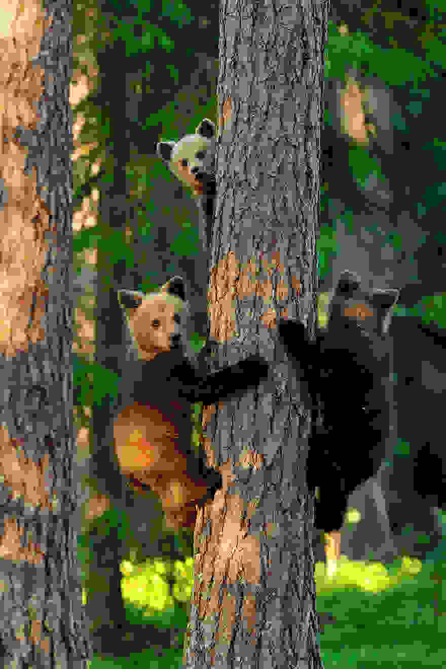 bear-photography-25.jpg