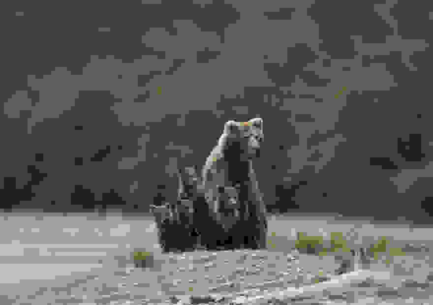 bear-photography-33.jpg