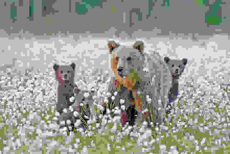 bear-photography-35.jpg