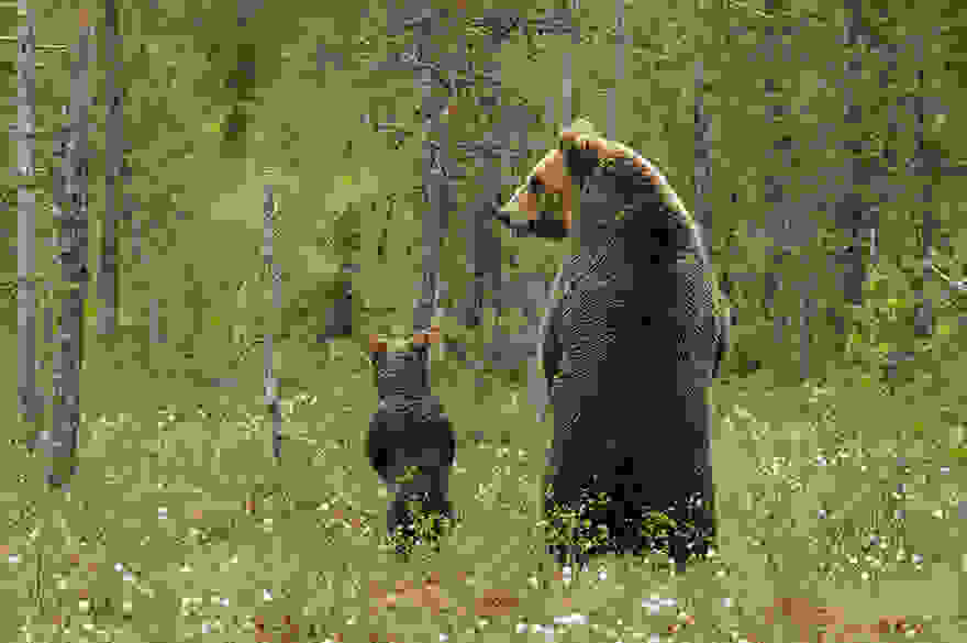 bear-photography-4.jpg