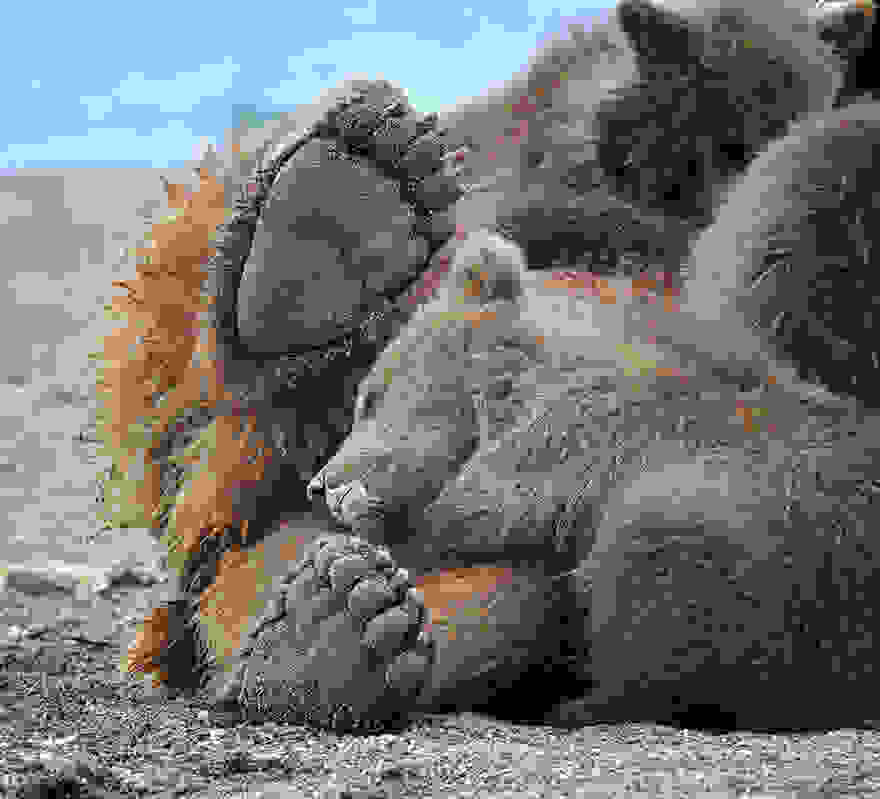 bear-photography-9.jpg