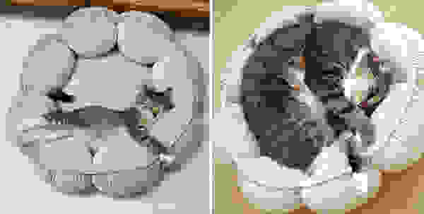 before-and-after-growing-up-cats-11.jpg