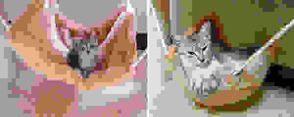 before-and-after-growing-up-cats-14.jpg
