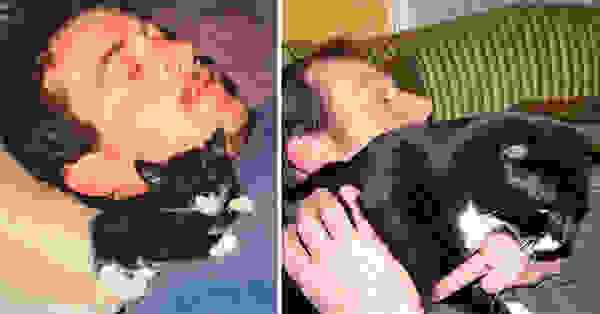 before-and-after-growing-up-cats-20.jpg