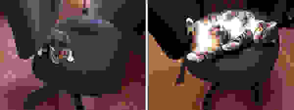 before-and-after-growing-up-cats-213.jpg