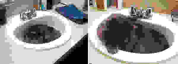 before-and-after-growing-up-cats-351.jpg