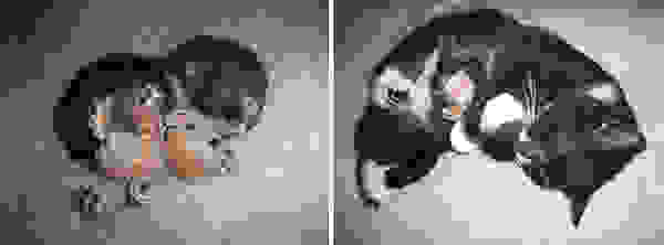 before-and-after-growing-up-cats-4.jpg