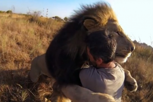 big-lion_9.png