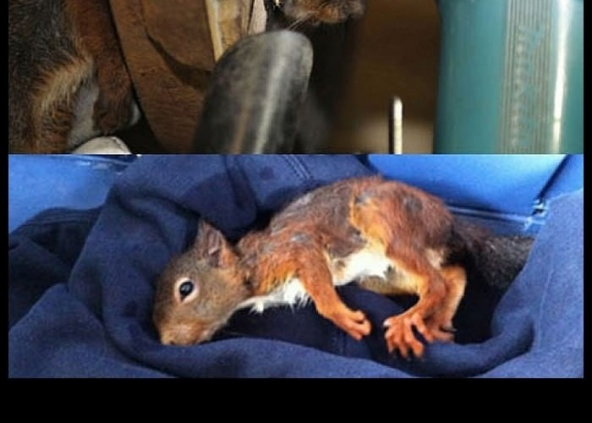 big-squirrel rescue 04