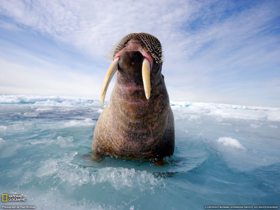 big-walrus 03