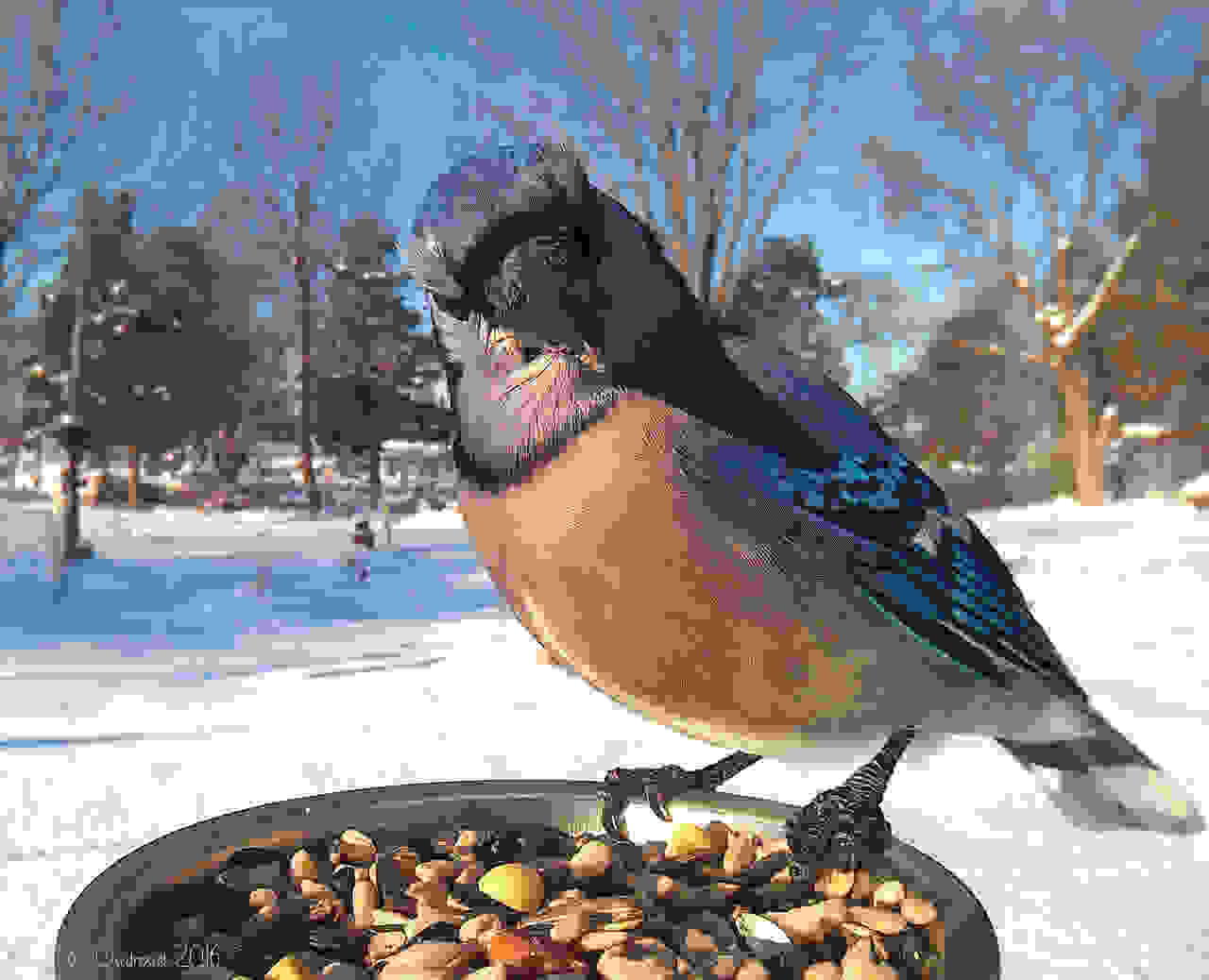bird7.jpg