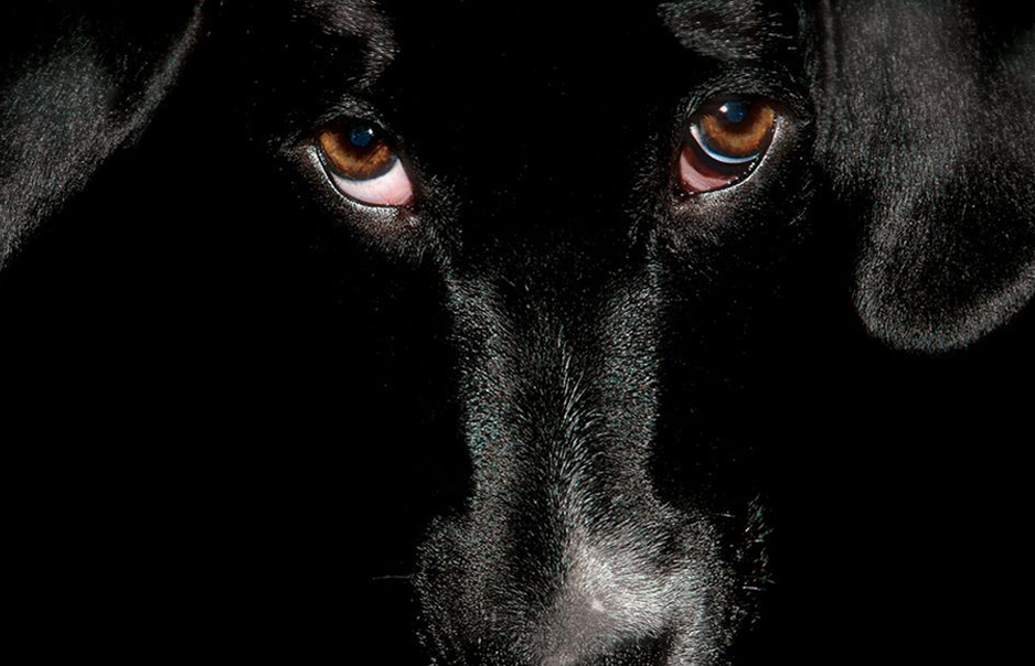 black-dog-palette_25981_990x742.png