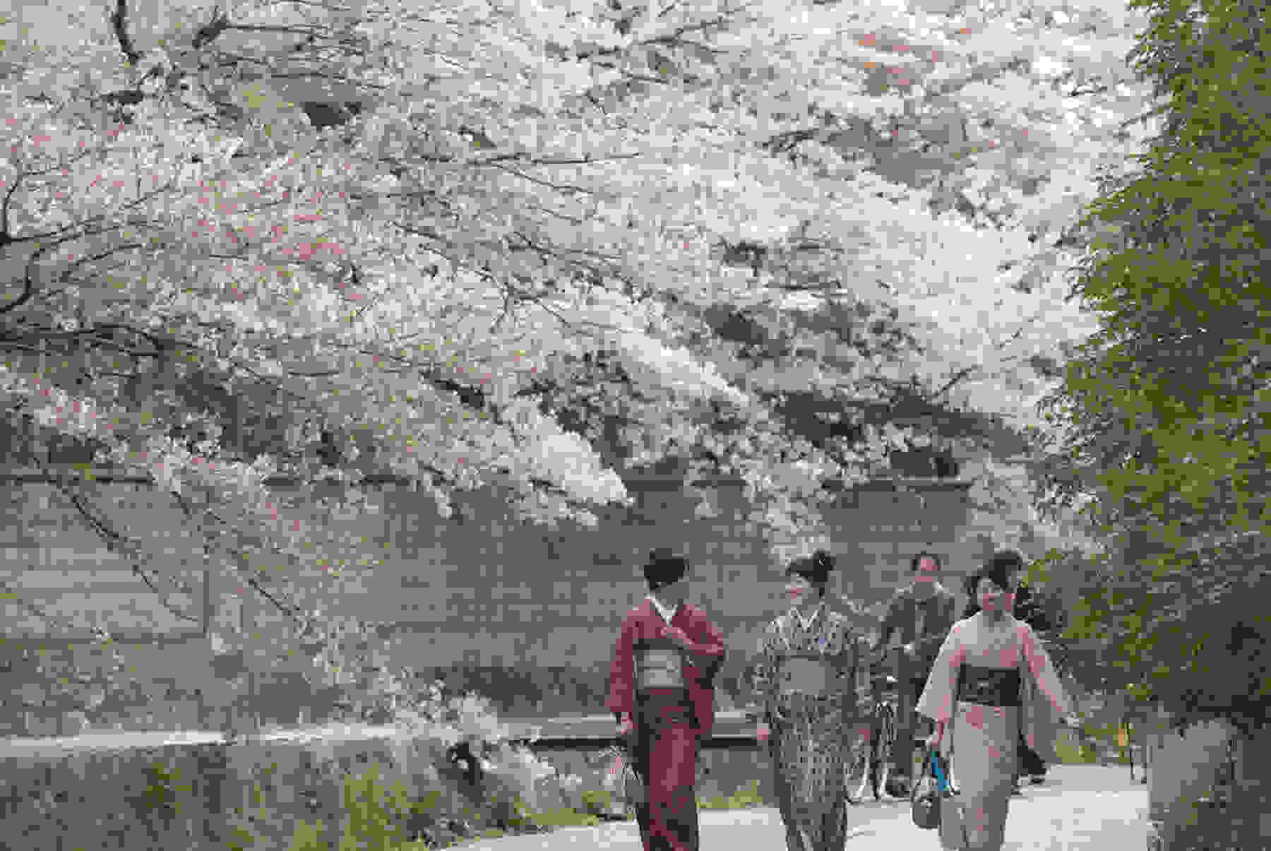 blossom-cherry.jpg