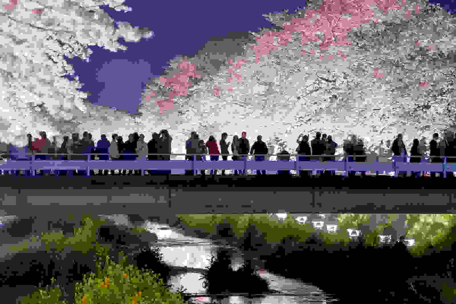 blossom80.jpg