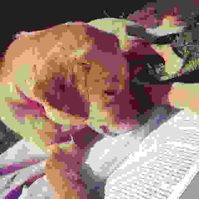 book-animals-3.jpg