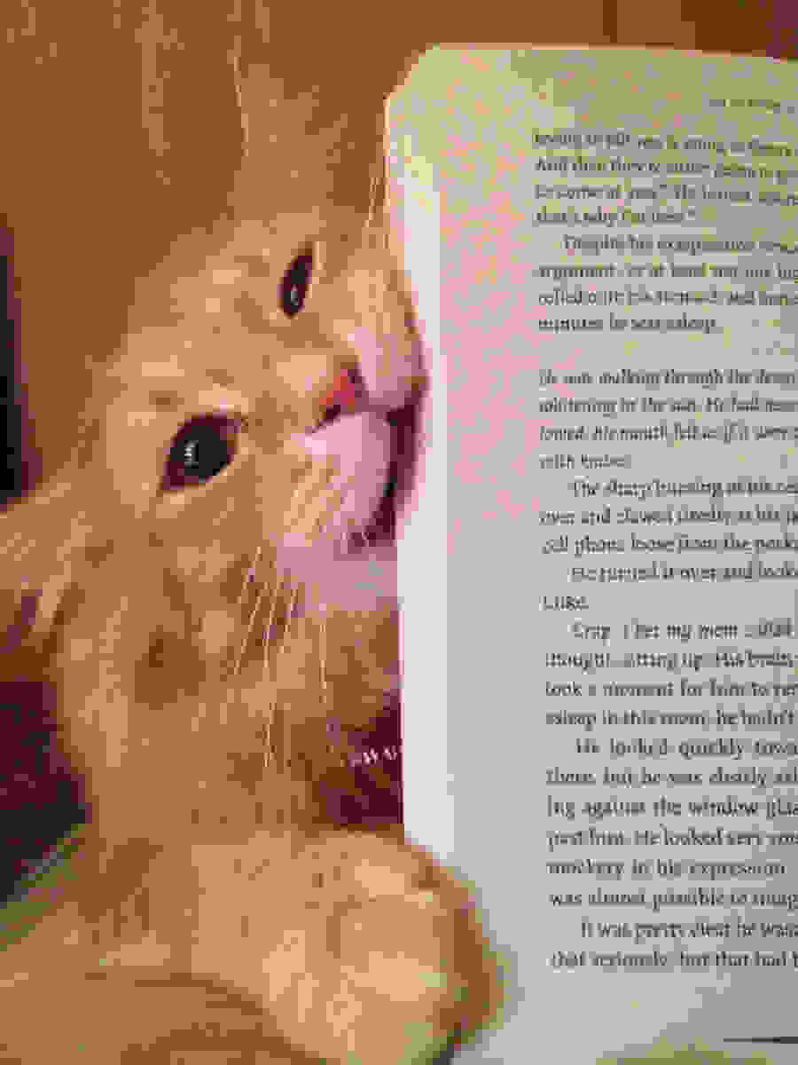 book-animals-4.jpg