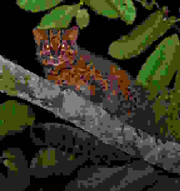 borneo-cat-1-002.jpg