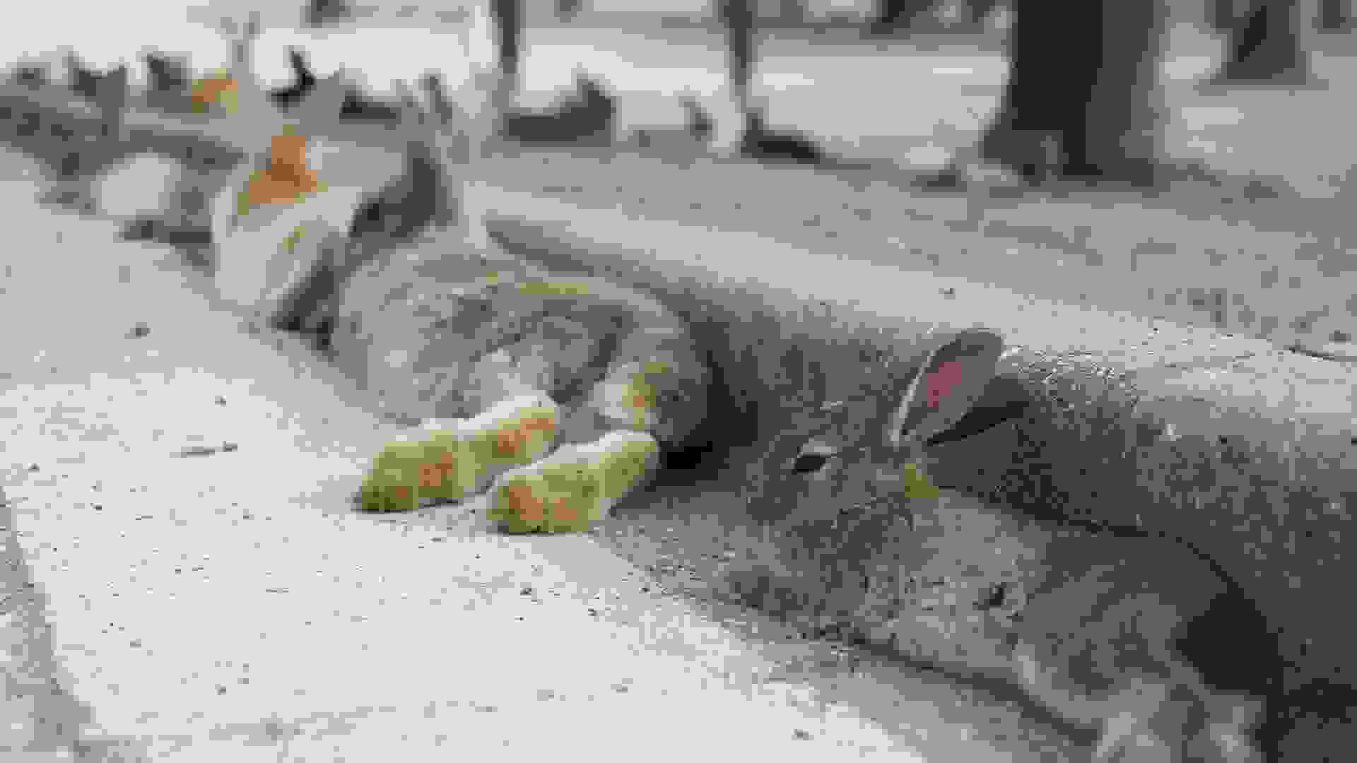 bunnies-japan.jpg