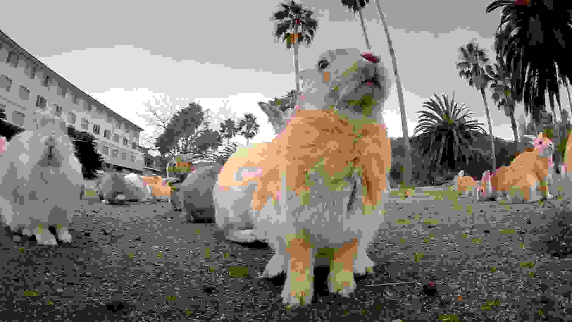 bunnies-japan1.jpg