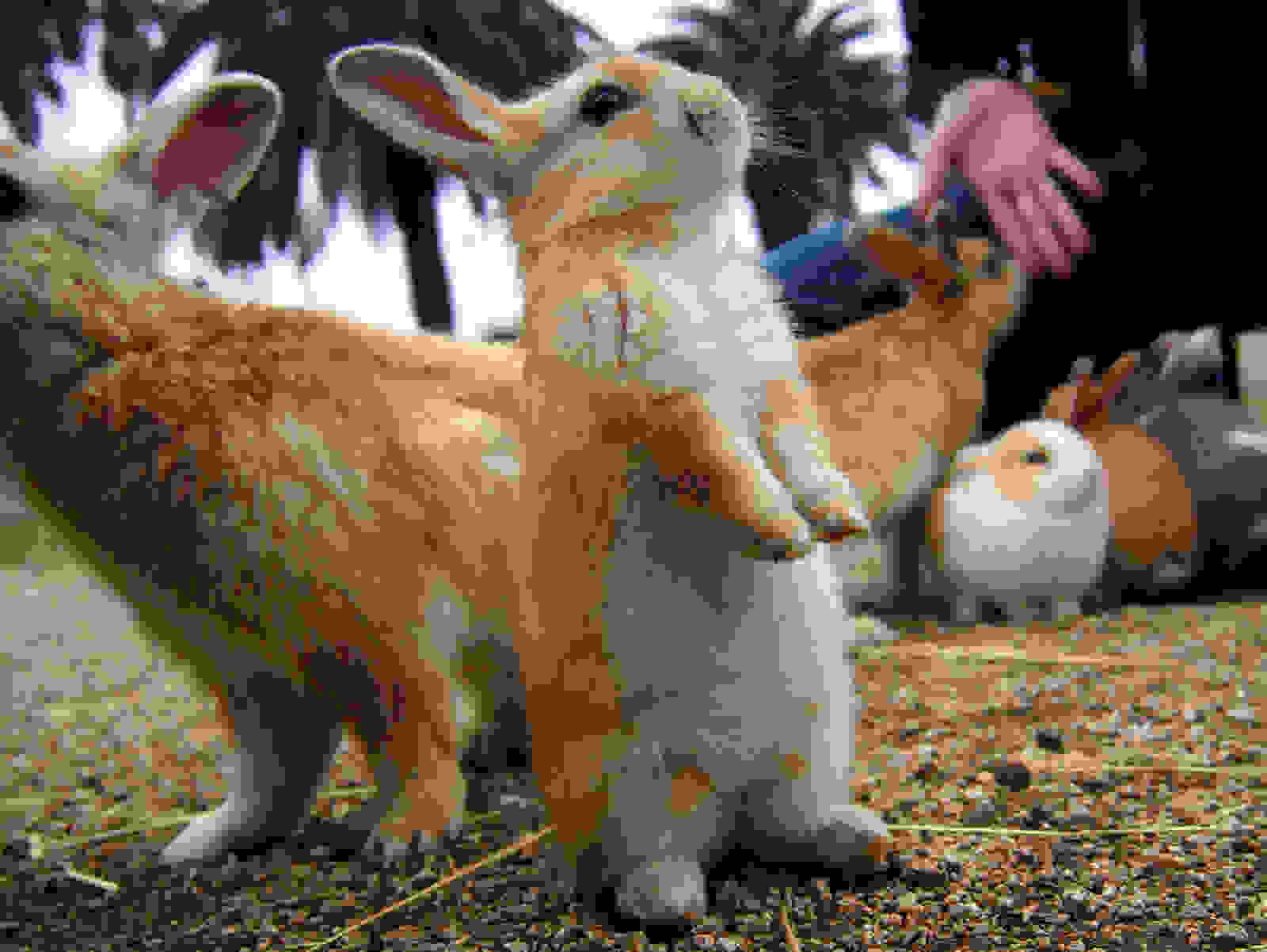 bunnies-japan9.jpg