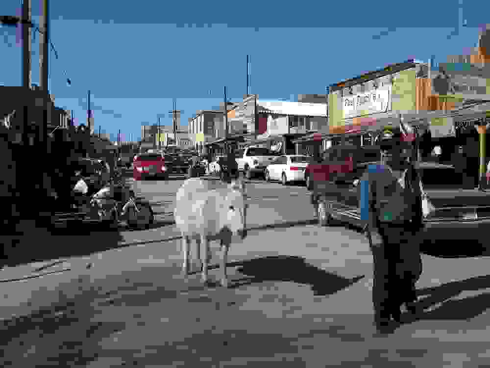 burros-oatman-12.jpg