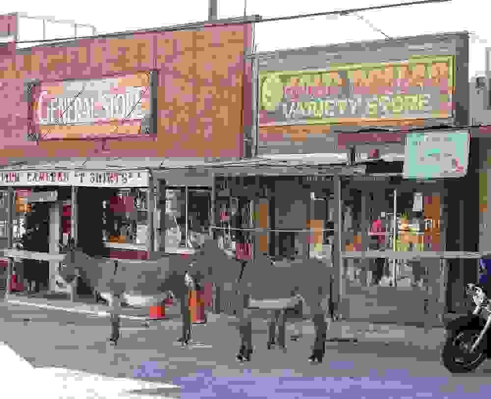 burros-oatman-22.jpg