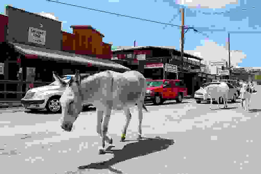 burros-oatman-46.jpg