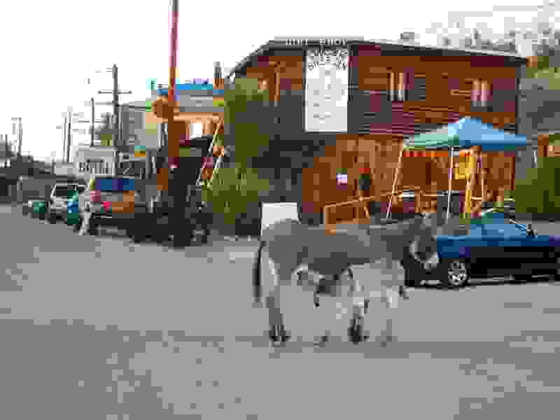 burros-oatman-53.jpg