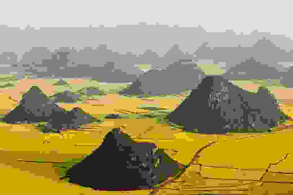 canola-flower-fields-luoping-china.jpg