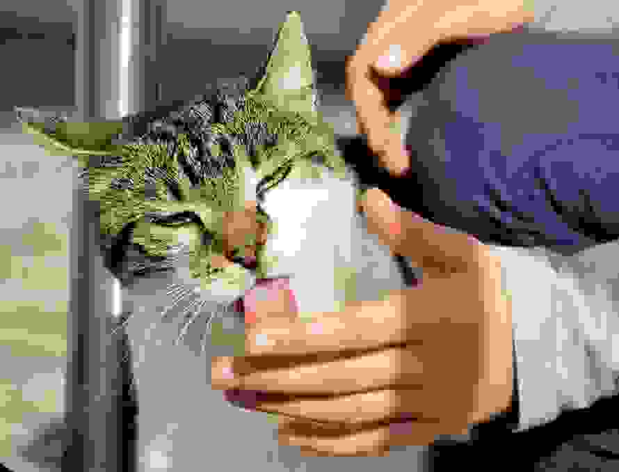 cat-lick.jpg