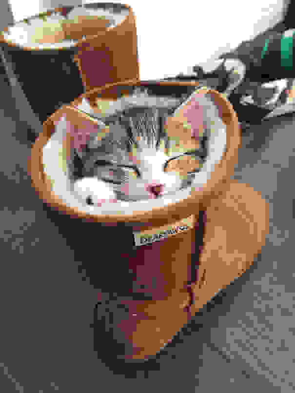 cat-logic-funny-29__605.jpg