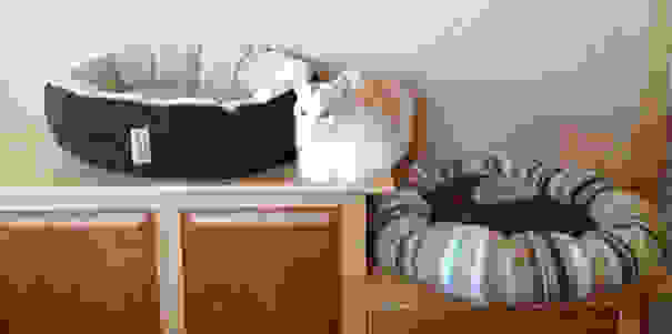 cat-logic-funny-43__605.jpg