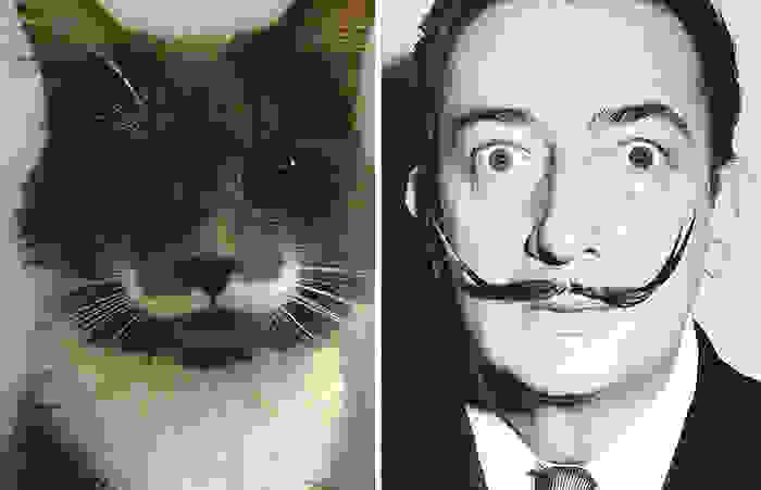 cat-looks-like-other-thing-lookalikes-celebrities-29__700.jpg