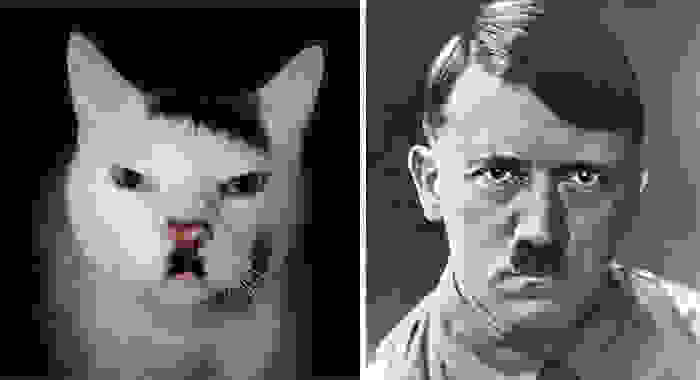 cat-looks-like-other-thing-lookalikes-celebrities-38__700.jpg