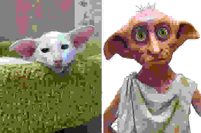 cat-looks-like-other-thing-lookalikes-celebrities-39__700.jpg