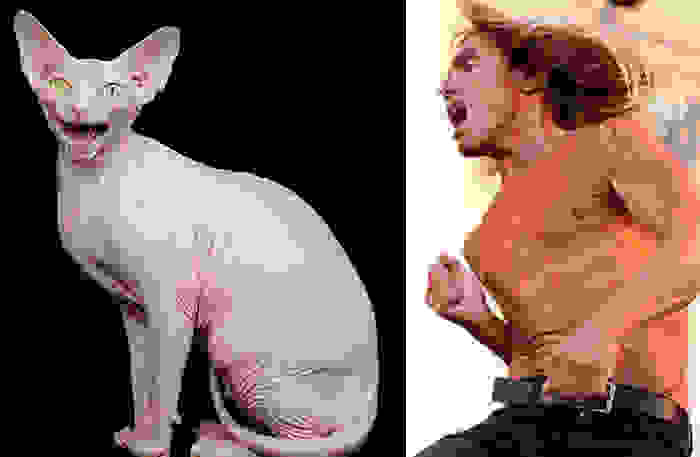 cat-looks-like-other-thing-lookalikes-celebrities-46__700.jpg