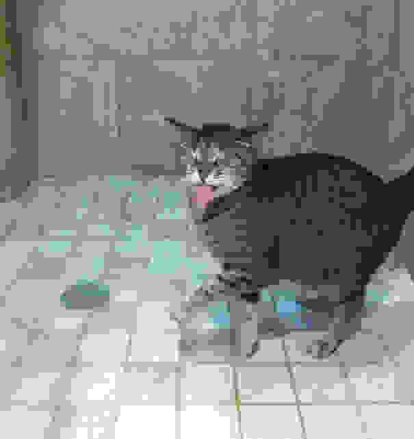 cat-loves-water-bath-21.jpg