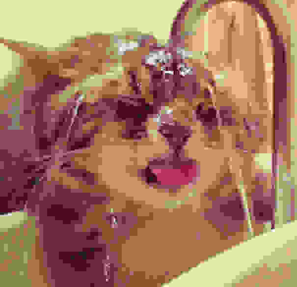 cat-loves-water-bath-30.jpg