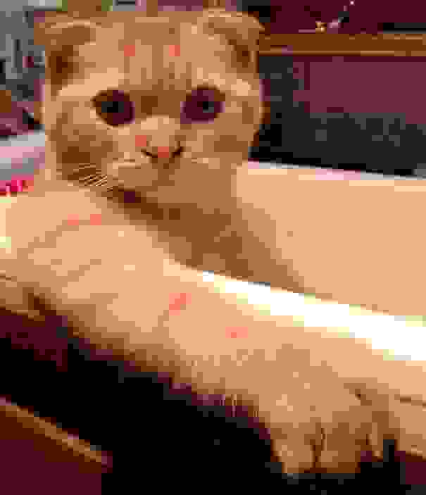 cat-loves-water-bath-37.jpg