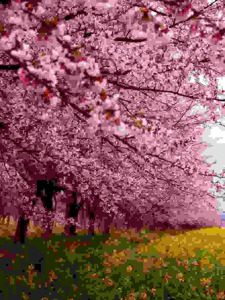 cherry-blossom-sakura-12.jpg