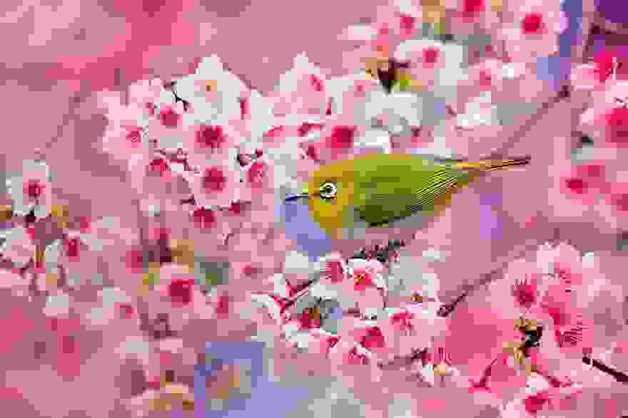 cherry-blossom-sakura-6.jpg