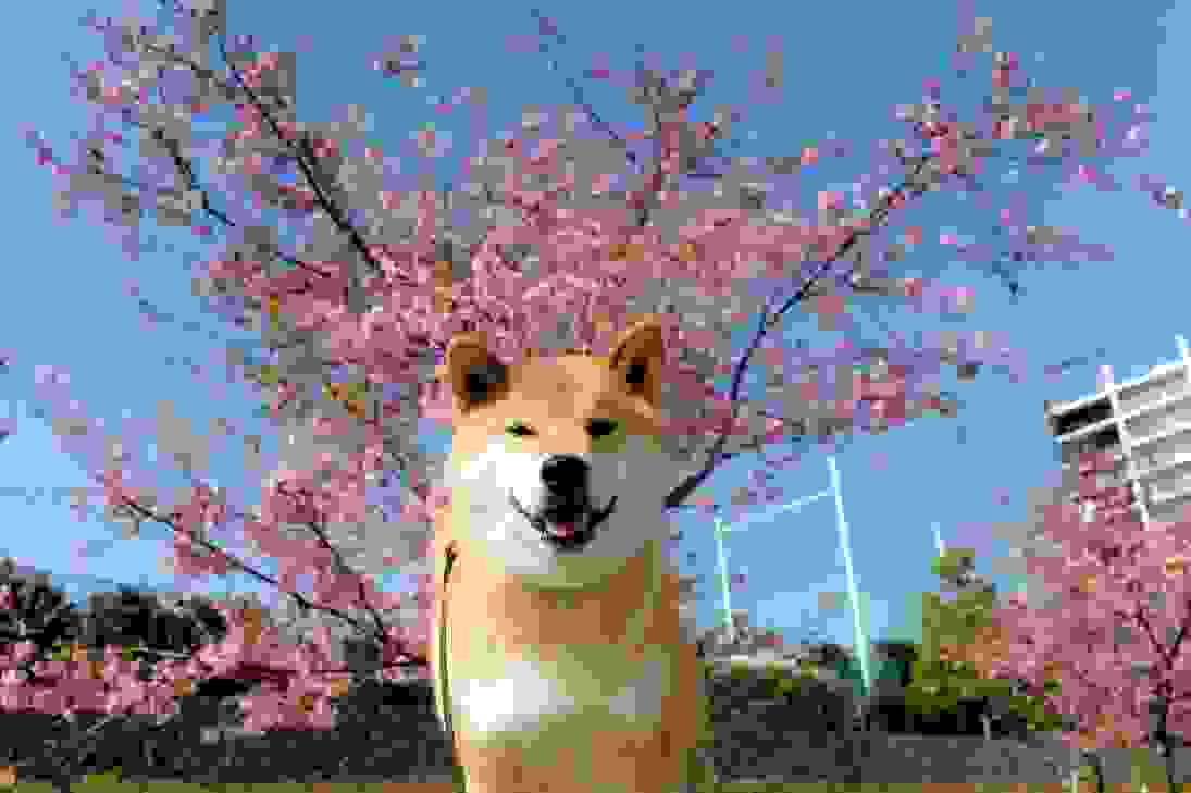 cherry-blossoms-by-marustagram.jpg