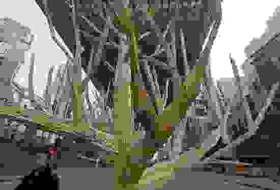 chopstick-trees-5.jpg