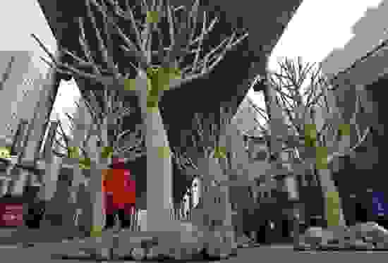 chopstick-trees-6.jpg
