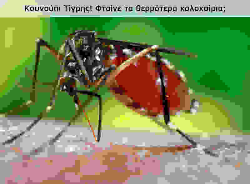 Υποτιθέμενη εικόνα από κουνούπι τίγρη