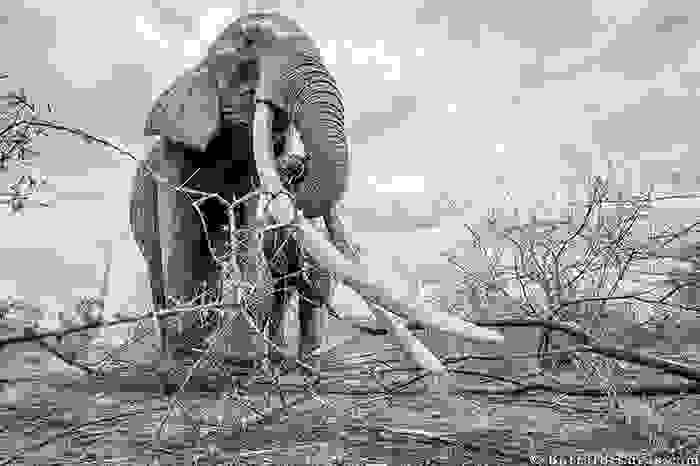 cow-elephant-queen-super-tusker-will-burrard-lucas-tsavo-kenya-1-5c8901ac3606f__700.jpg