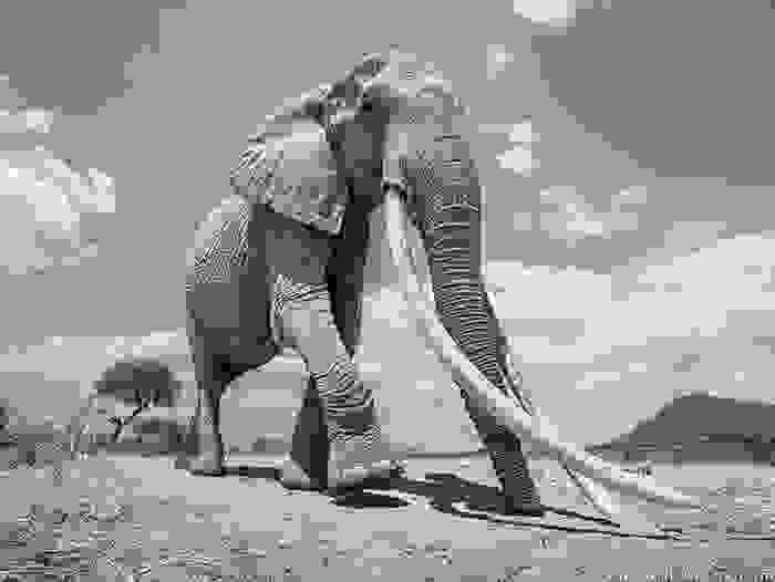 cow-elephant-queen-super-tusker-will-burrard-lucas-tsavo-kenya-2-5c8901ae634d9__700.jpg